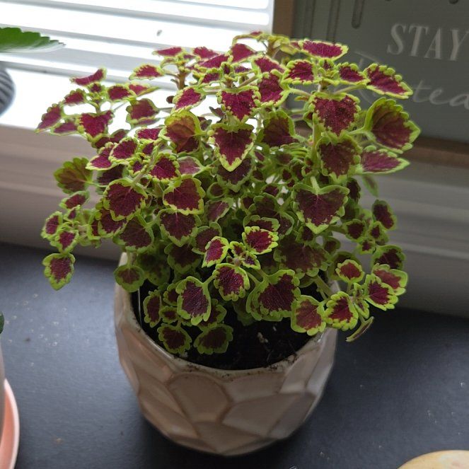 Photo of the plant species Coleus 'Burgundy Wedding Train' by @PopularElkweed named Gaga on Greg, the plant care app