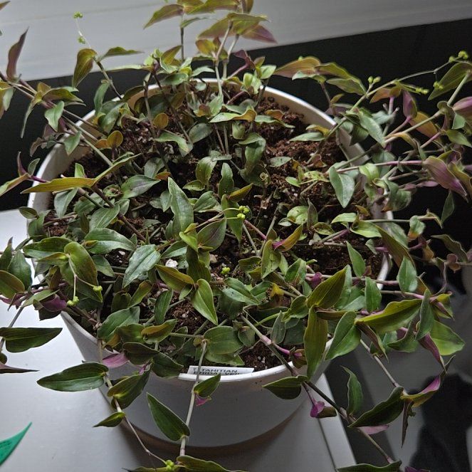Photo of the plant species Tahitian Bridal Veil by @PopularElkweed named Harper on Greg, the plant care app