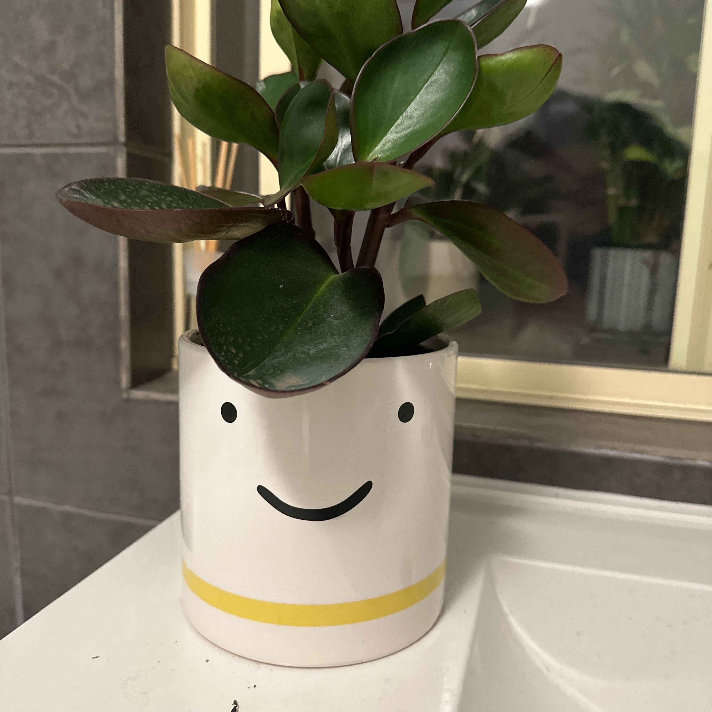 Photo of the plant species Peperomia clusiifolia 'Red Margin' by @SincerelyFicus named Kobe on Greg, the plant care app