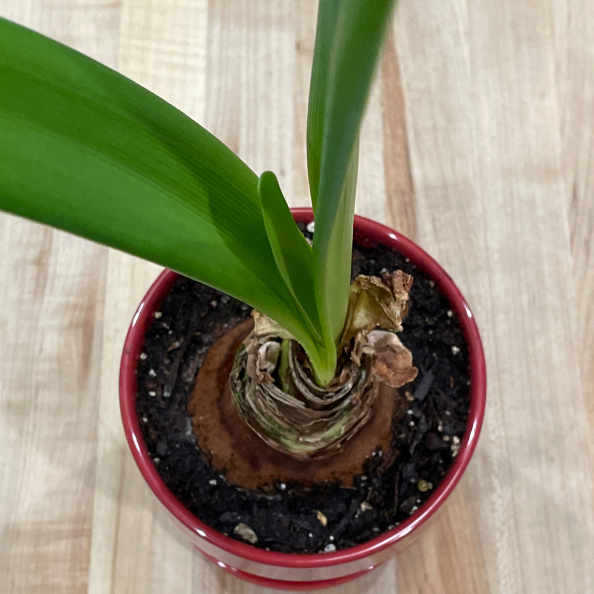 Photo of the plant species White Amaryllis by @LadyMeloncactus named Amelie on Greg, the plant care app