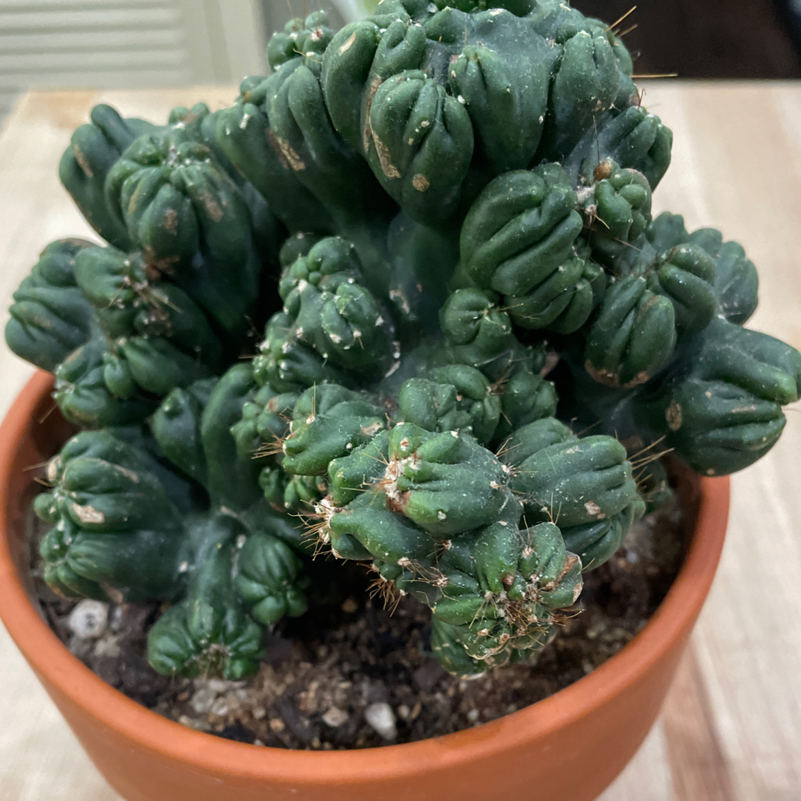 Photo of the plant species Ming Thing Cactus by @LadyMeloncactus named Thing on Greg, the plant care app