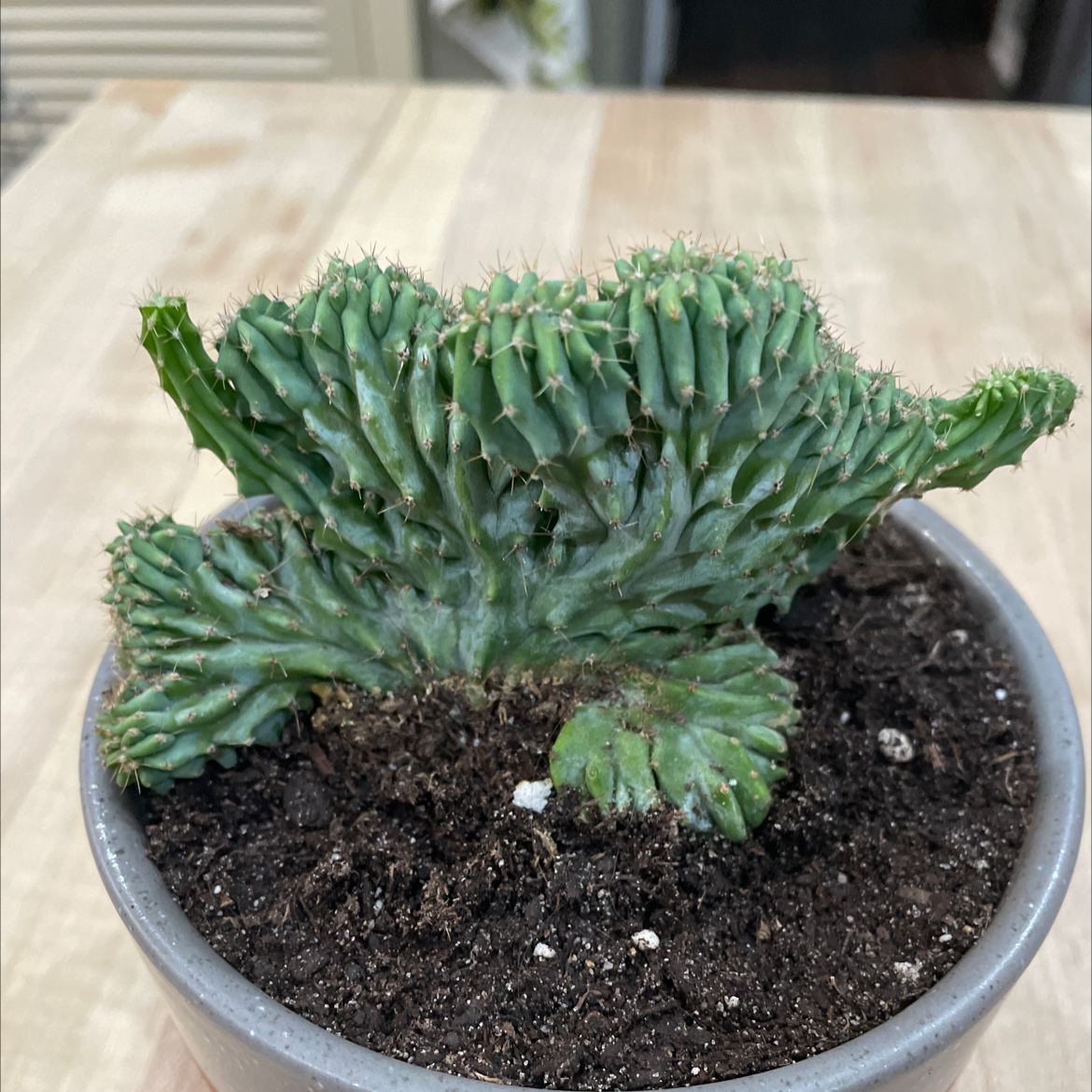 Photo of the plant species Crested Blue Candle by @LadyMeloncactus named Bluey on Greg, the plant care app