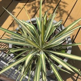 Photo of the plant species Succulent by @LadyMeloncactus named Adam on Greg, the plant care app