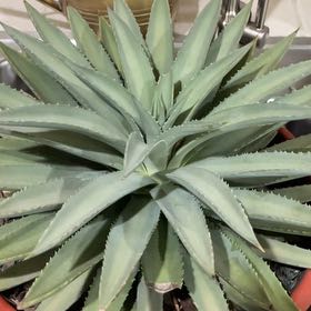 Photo of the plant species Mangave 'Frosted Elegance' by @LadyMeloncactus named Frosty on Greg, the plant care app