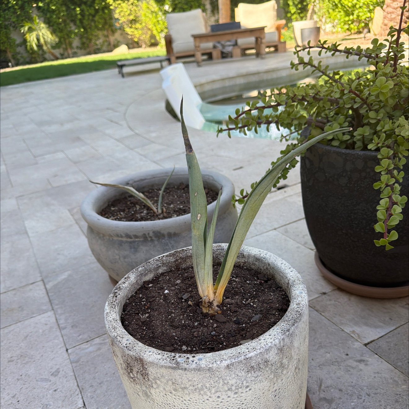 Photo of the plant species Weber Agave by @ZestLorinseria named Queen on Greg, the plant care app