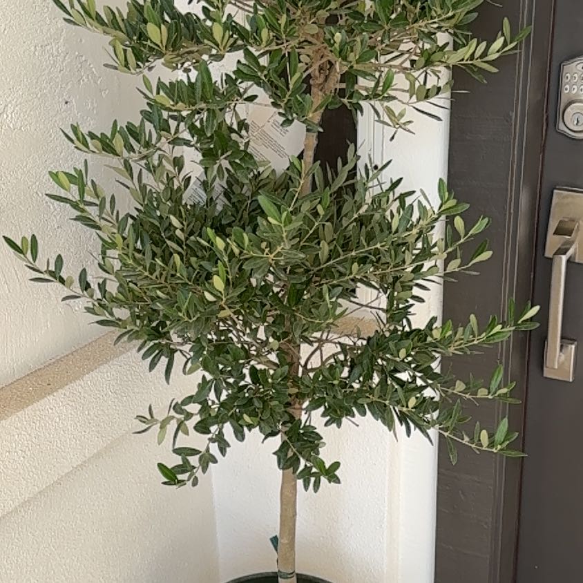 Photo of the plant species Dwarf Olive by @ZestLorinseria named Cleopatra on Greg, the plant care app