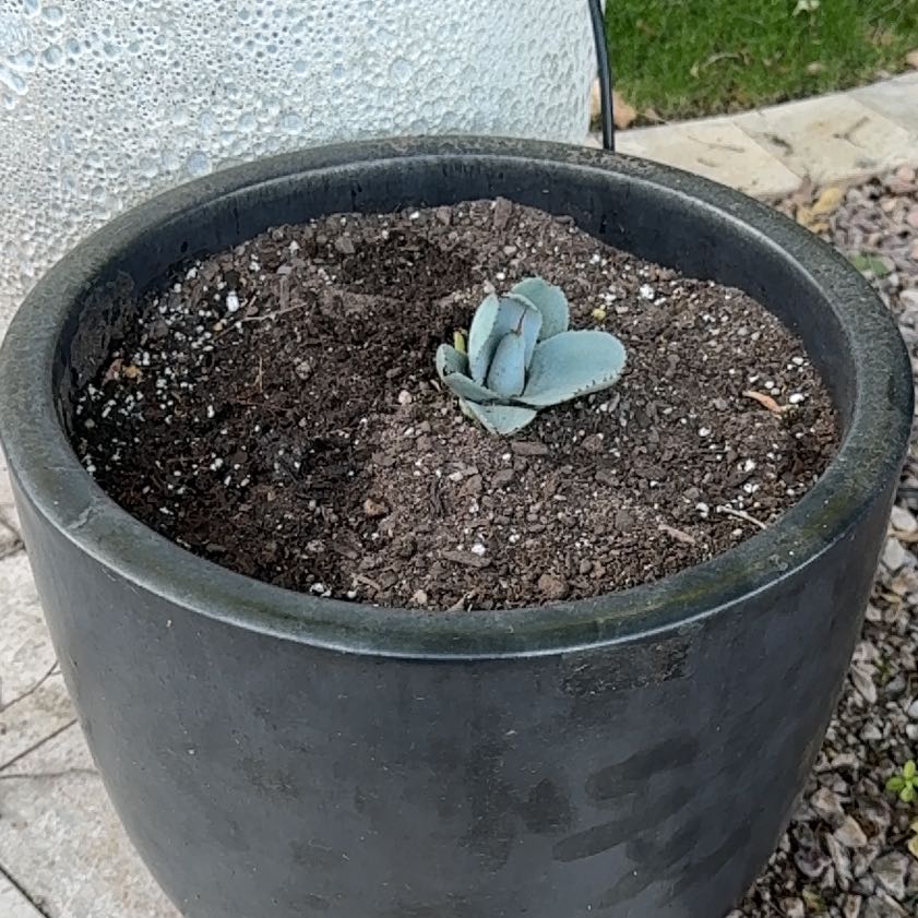 Photo of the plant species Artichoke Agave by @ZestLorinseria named Leonardo on Greg, the plant care app