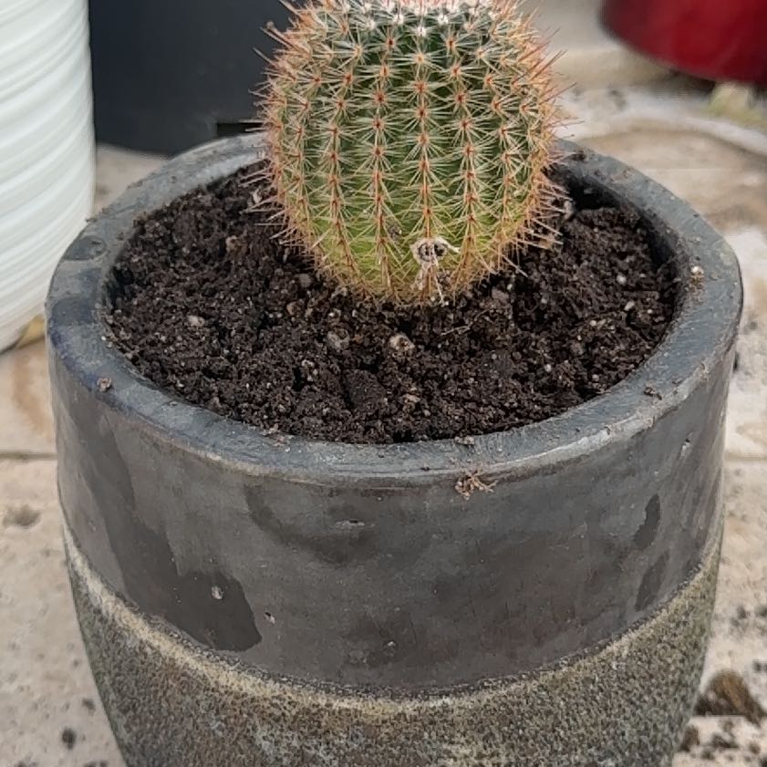 Photo of the plant species Cinnamon Cactus by @ZestLorinseria named Drake on Greg, the plant care app