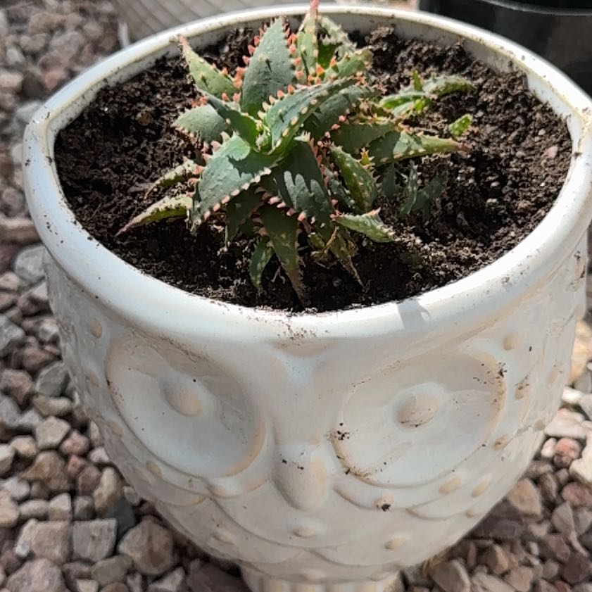 Photo of the plant species christmas carol by @ZestLorinseria named Kobe on Greg, the plant care app