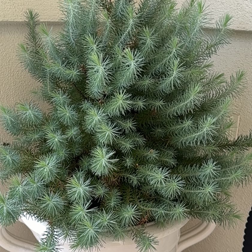 Photo of the plant species European Larch by @ZestLorinseria named Sanders on Greg, the plant care app