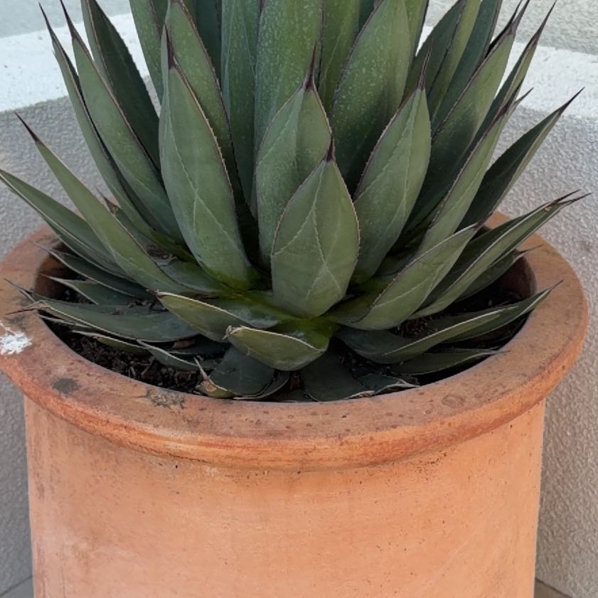 Photo of the plant species Parry's Agave by @ZestLorinseria named Clooney on Greg, the plant care app