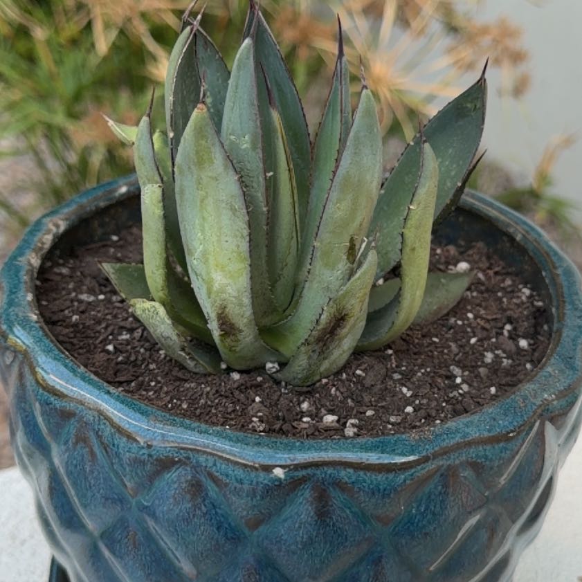 Photo of the plant species Coastal Agave by @ZestLorinseria named Kardashian on Greg, the plant care app