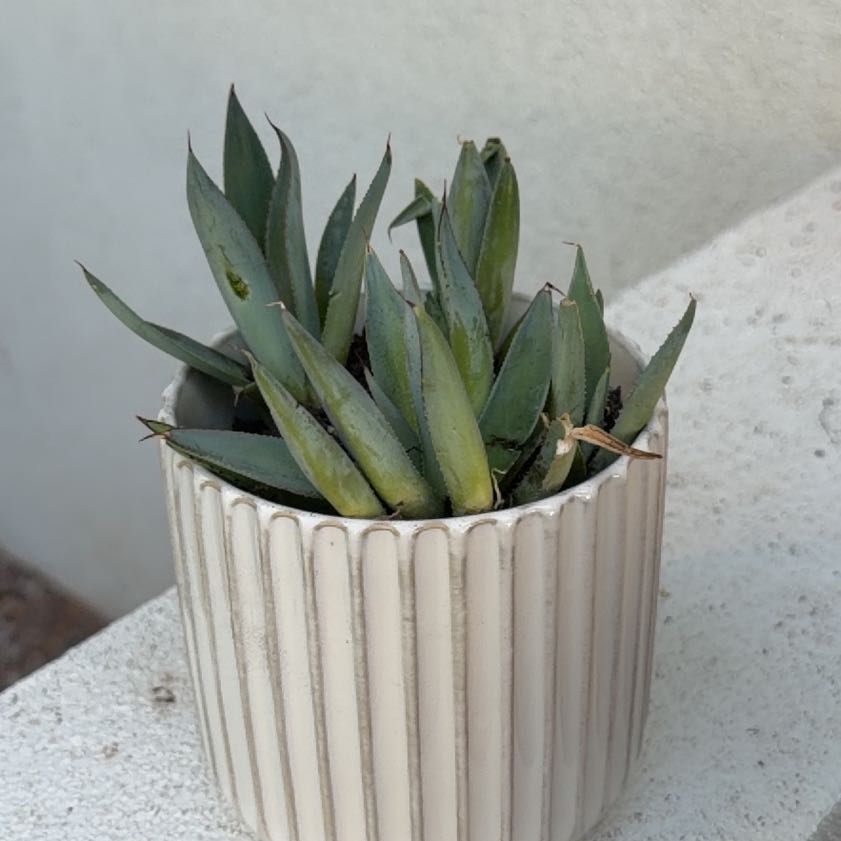 Photo of the plant species Parry's Agave by @ZestLorinseria named Athena on Greg, the plant care app
