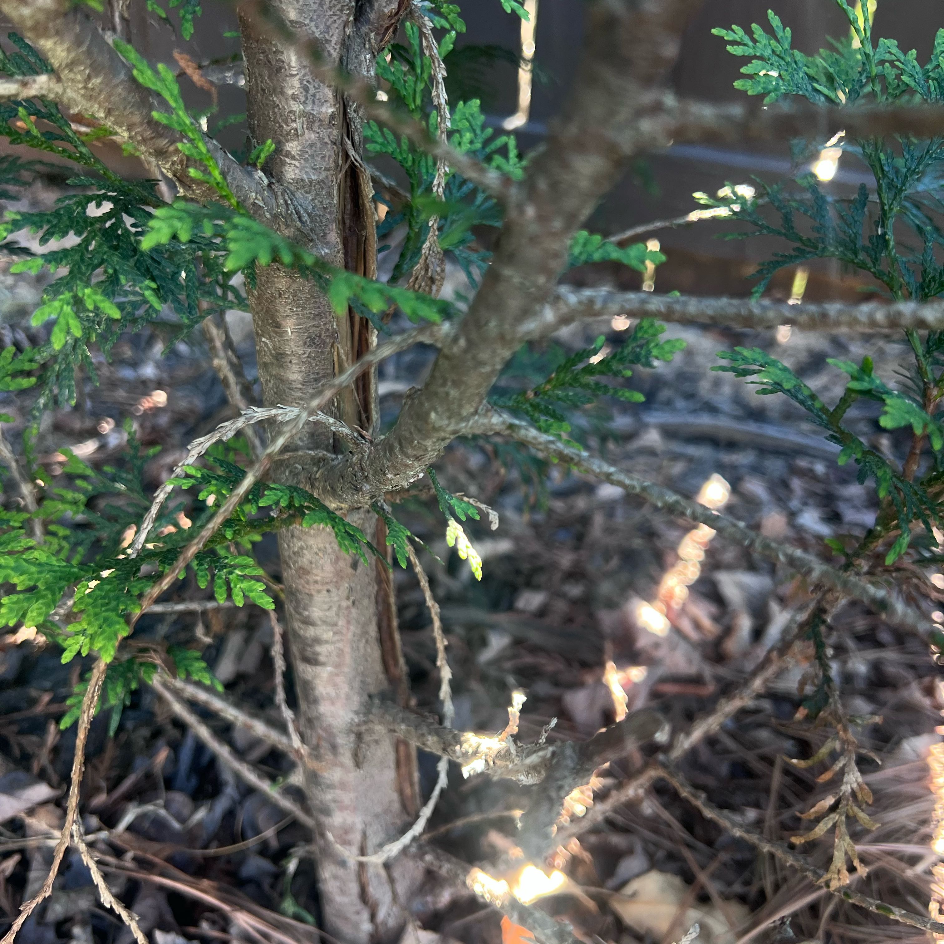 Plant care for Arizona Cypress 'Conica Glauca' on Greg, the plant care app