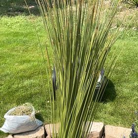 Photo of the plant species Mexican Grass Tree by @SpiffyPalqui named Dolores on Greg, the plant care app