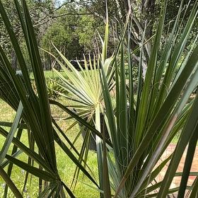 Photo of the plant species Sabal palms by @SpiffyPalqui named Orwell on Greg, the plant care app