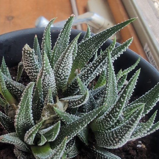 Photo of the plant species Gasteria 'Okavango' by @VipDawnredwood named Winston on Greg, the plant care app