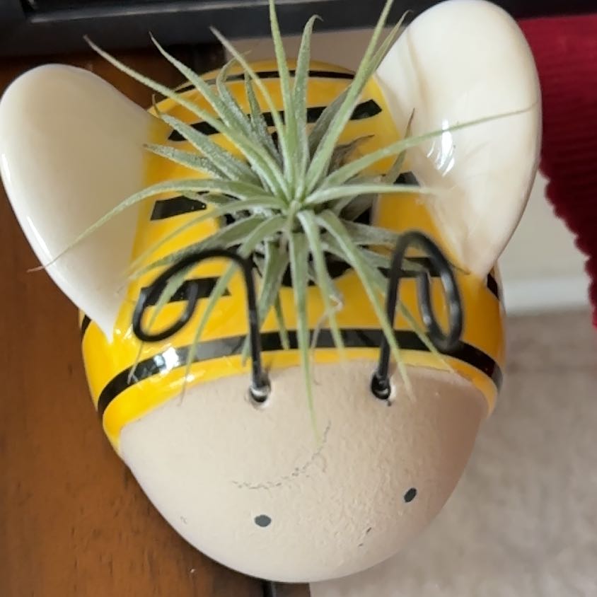 Photo of the plant species Air Plant by @CaptainsOasis named Beckham on Greg, the plant care app