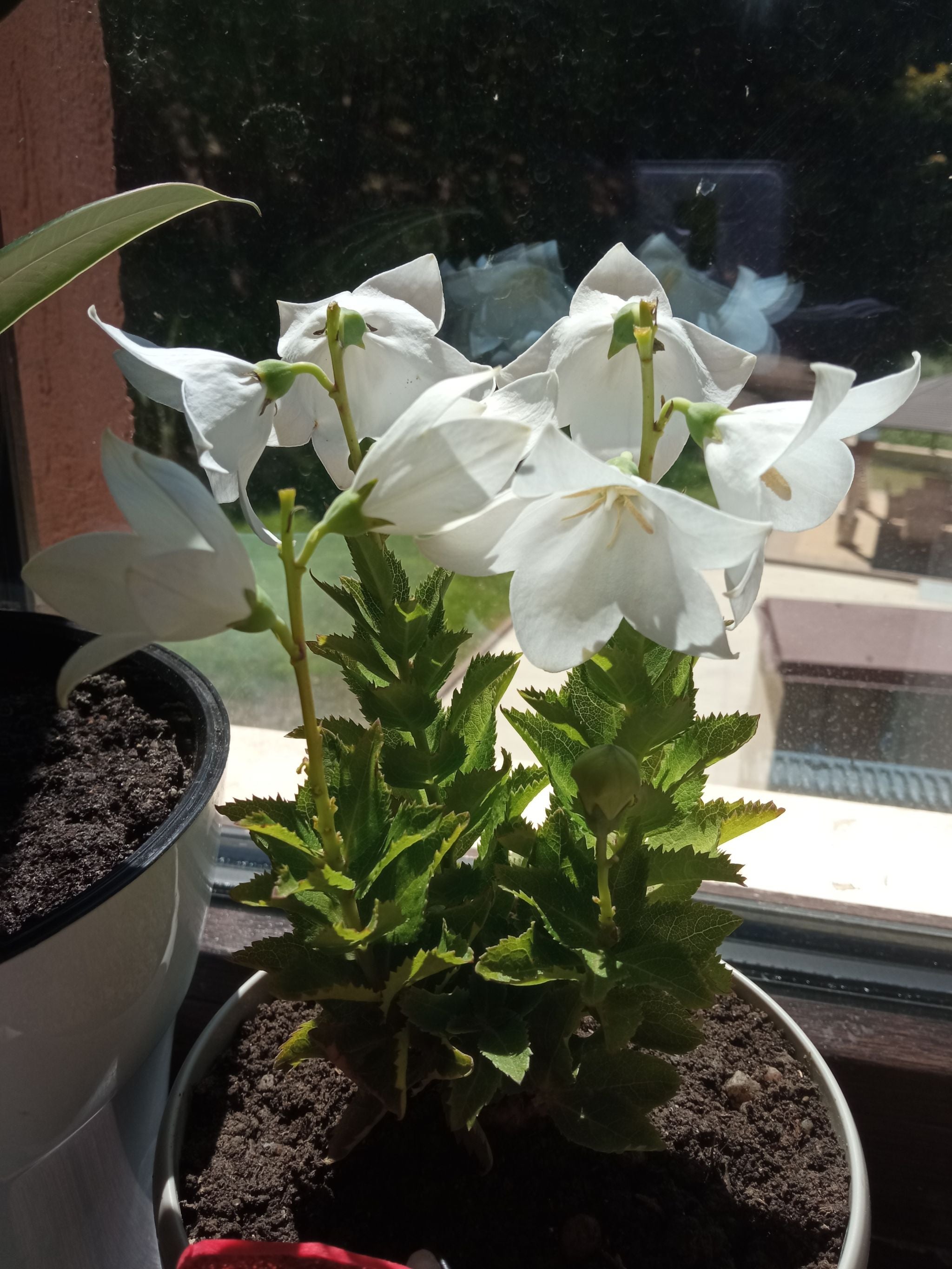 🎈 ColdTolerant Balloon Flower Hardiness Zones 3a9b