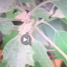 Photo of the plant species Melde by @HotNorthernrātā named Michelle Branch on Greg, the plant care app