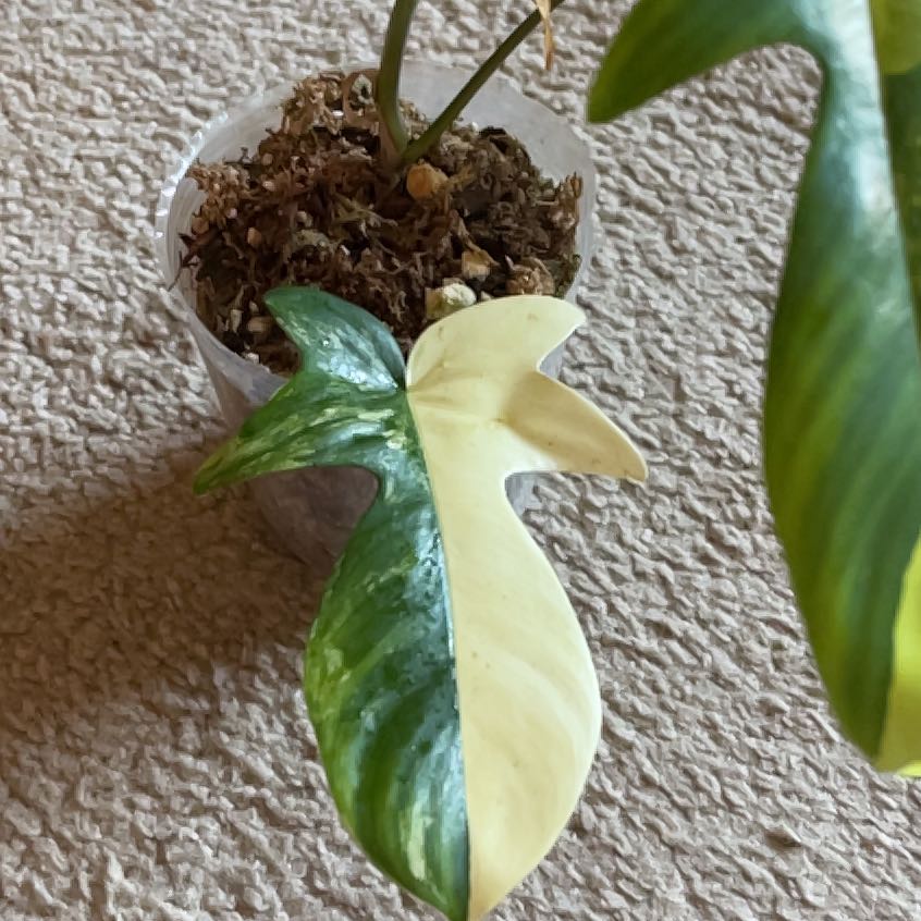 Photo of the plant species philodendres florida beauty veriegata by @FullGreencoral named Homer on Greg, the plant care app
