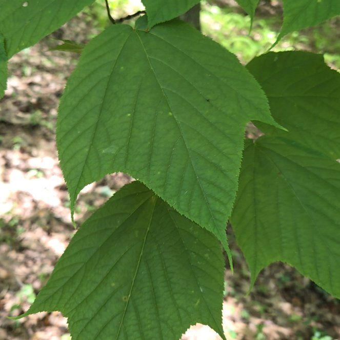 Photo of the plant species Striped Maple by @ExecGrandfir named Spike Leaves on Greg, the plant care app