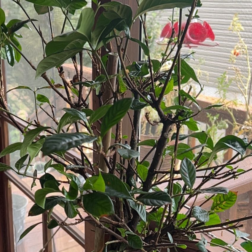 Photo of the plant species Miami Supreme Gardenia by @AwakeJerseyfern named Forrest on Greg, the plant care app