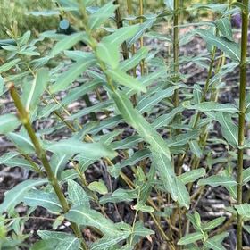 Photo of the plant species Flamingo Dappled willow by @ChampBaibua named Muhammad Ali on Greg, the plant care app