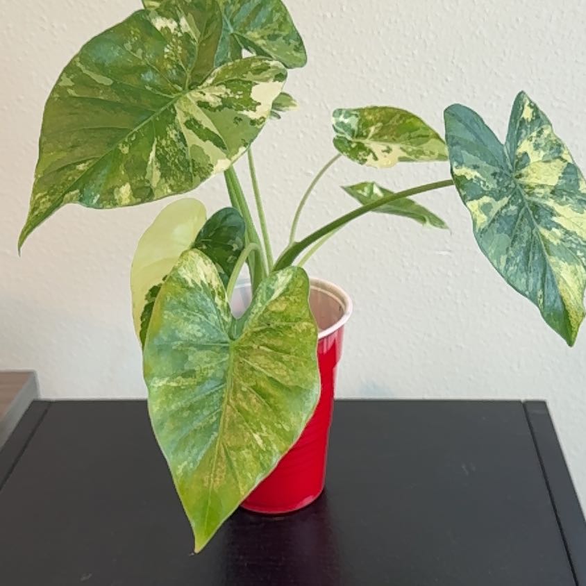 Photo of the plant species Alocasia Dawn Variegated by @GourmetBonsi named Planty on Greg, the plant care app