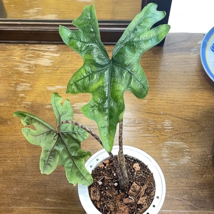 Photo of the plant species Jacklyn by @HeirSugarmaple named Bruce Lee on Greg, the plant care app