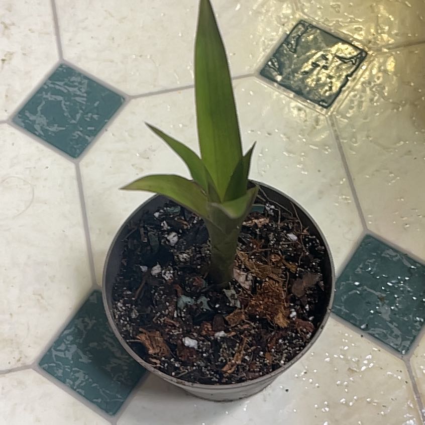 Photo of the plant species Bromelaid by @HeirSugarmaple named Beyonce on Greg, the plant care app