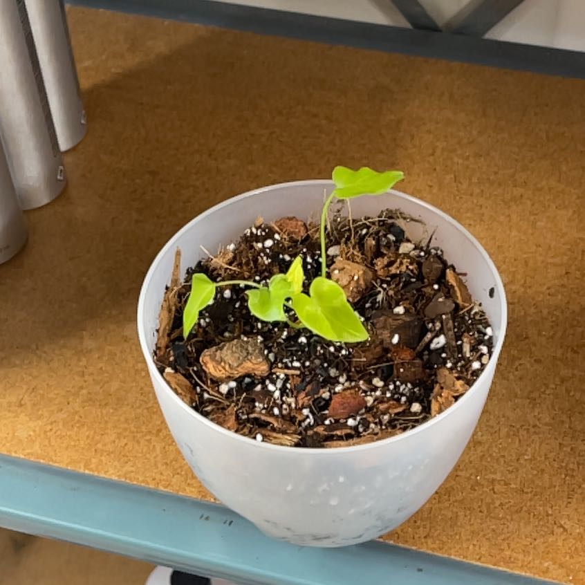 Photo of the plant species Philodendron Xanadu by @HeirSugarmaple named Elle on Greg, the plant care app