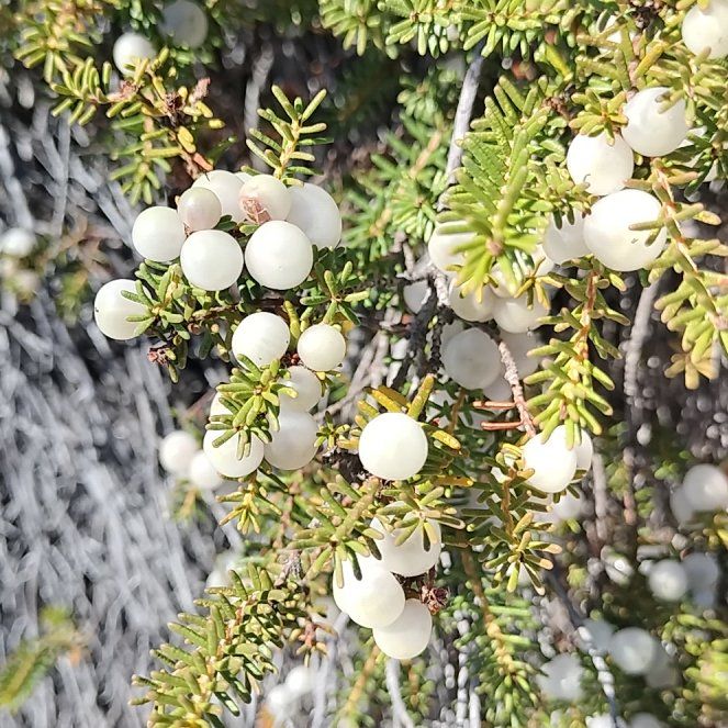 Photo of the plant species Tree Heath by @YeahBridalbroom named Achilles on Greg, the plant care app