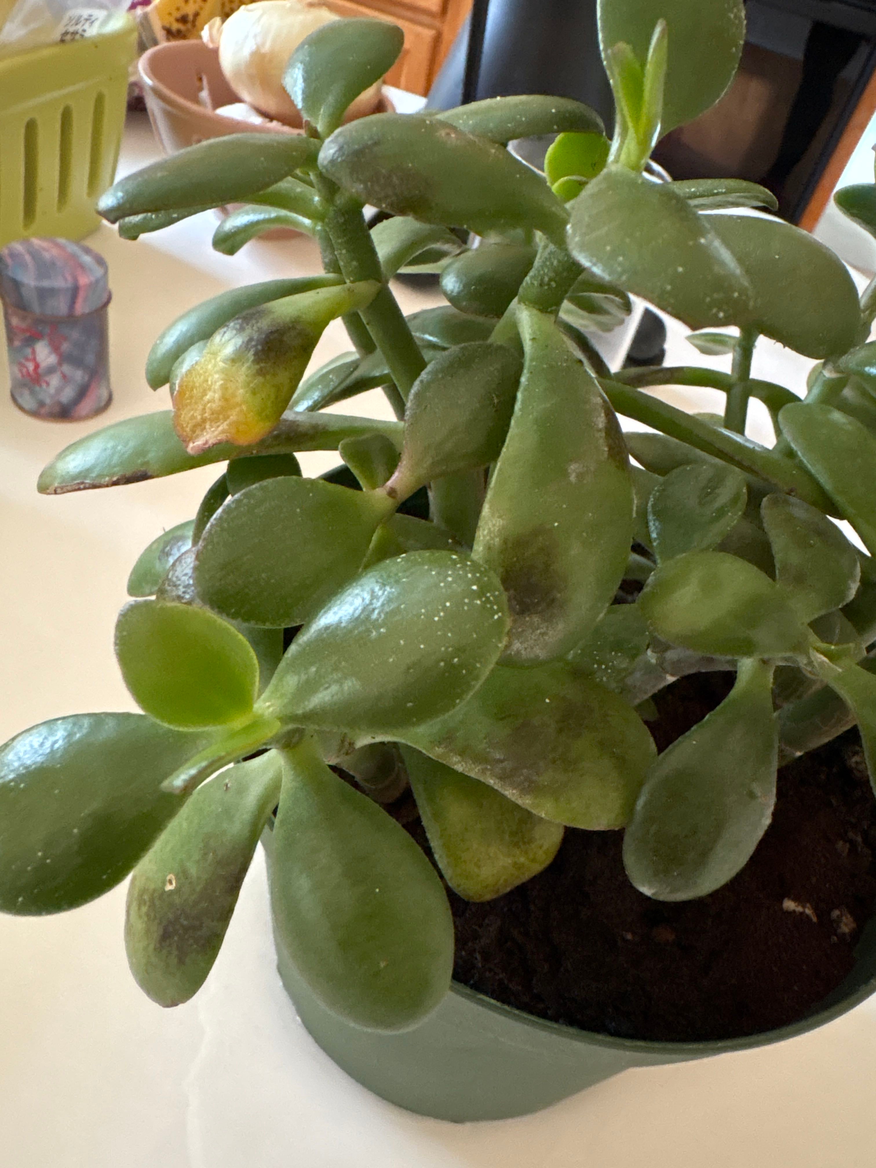 🥕 Ultimate Guide to Spreading Crassula Roots