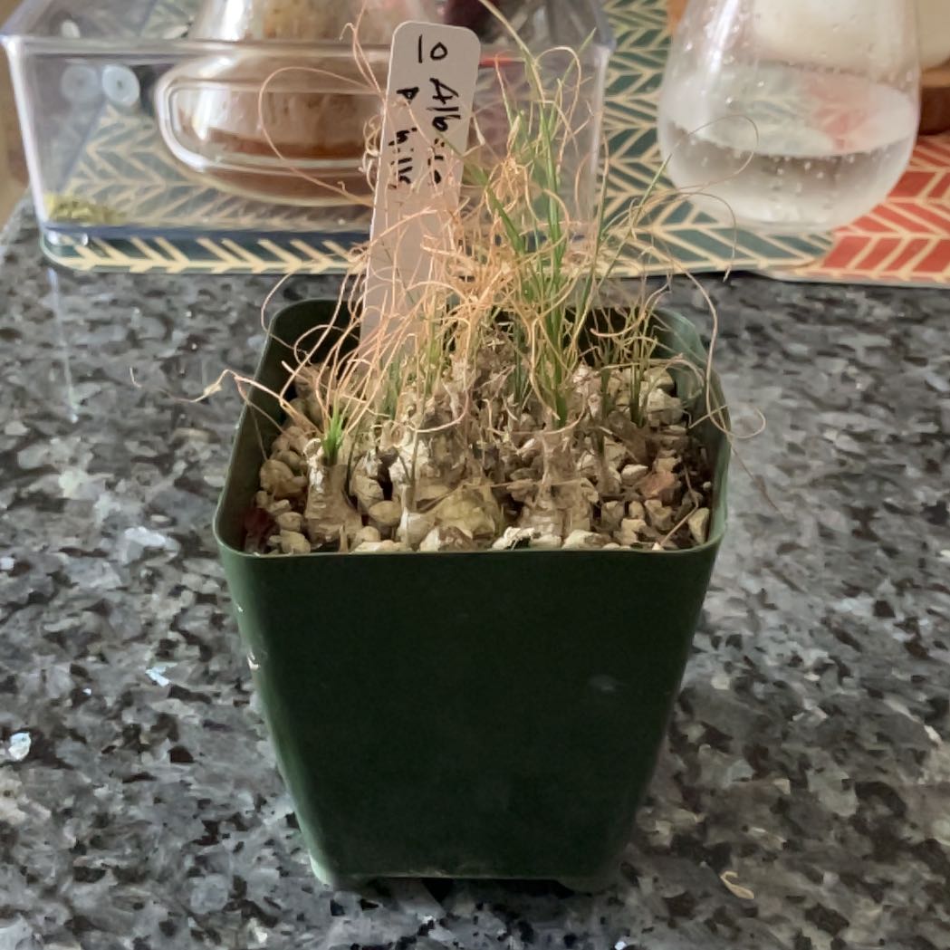Photo of the plant species Albuca sp 'Augrabies Hills' by @ZappyBeachrose named Sad grass on Greg, the plant care app