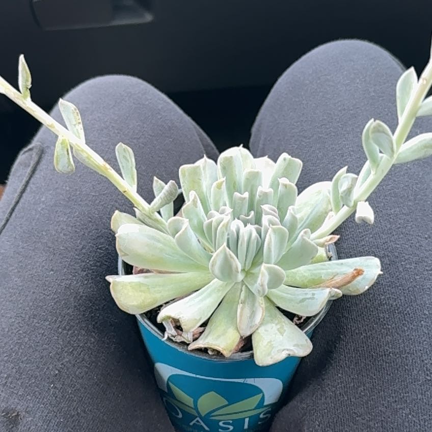Photo of the plant species Echeveria 'Arabella' by @TiptopAloepepe named Doja Cat on Greg, the plant care app
