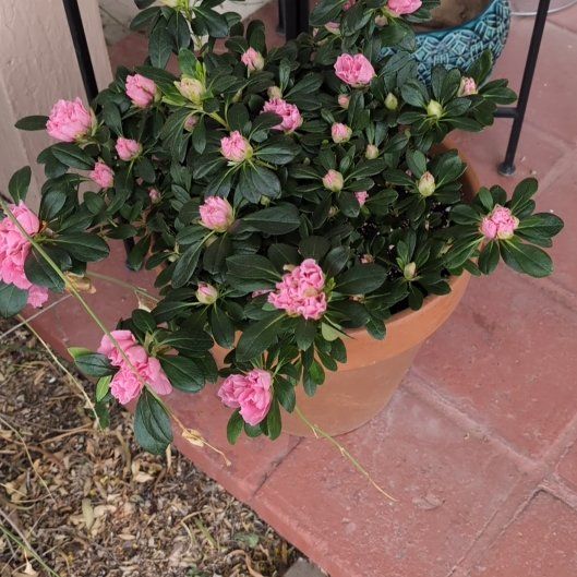 Photo of the plant species Azalea by @NurseGreenmound named Kesha on Greg, the plant care app