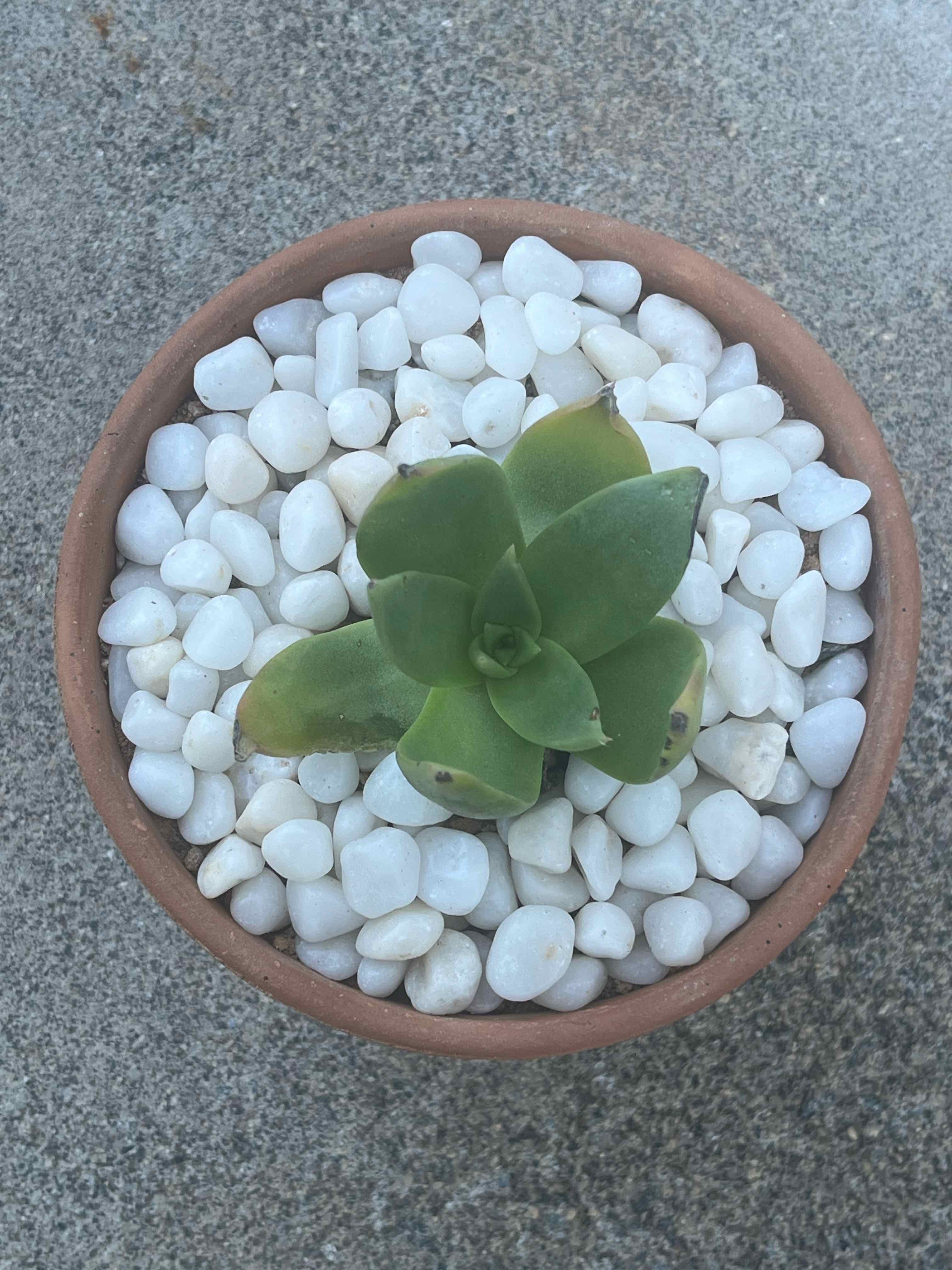 Photo of the plant species Candelabra Liveforever by @ZenfrogZero named Vivian on Greg, the plant care app
