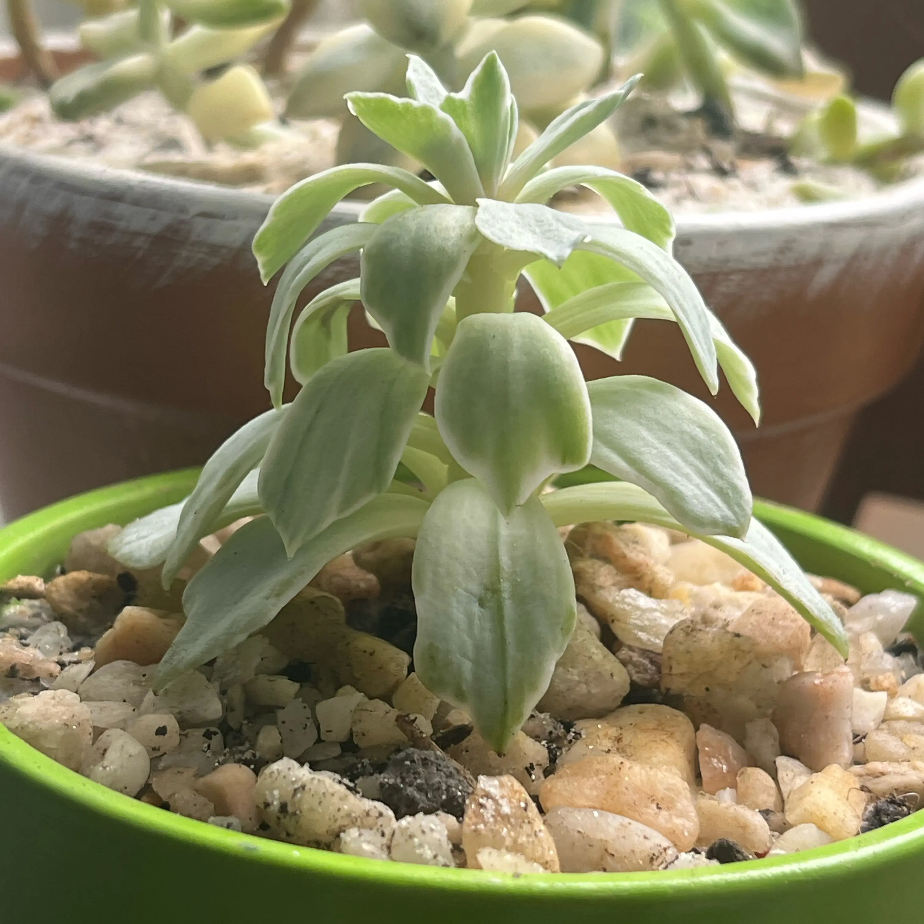 Photo of the plant species Echeveria 'Silver Queen' by @ZenfrogZero named Divinity on Greg, the plant care app