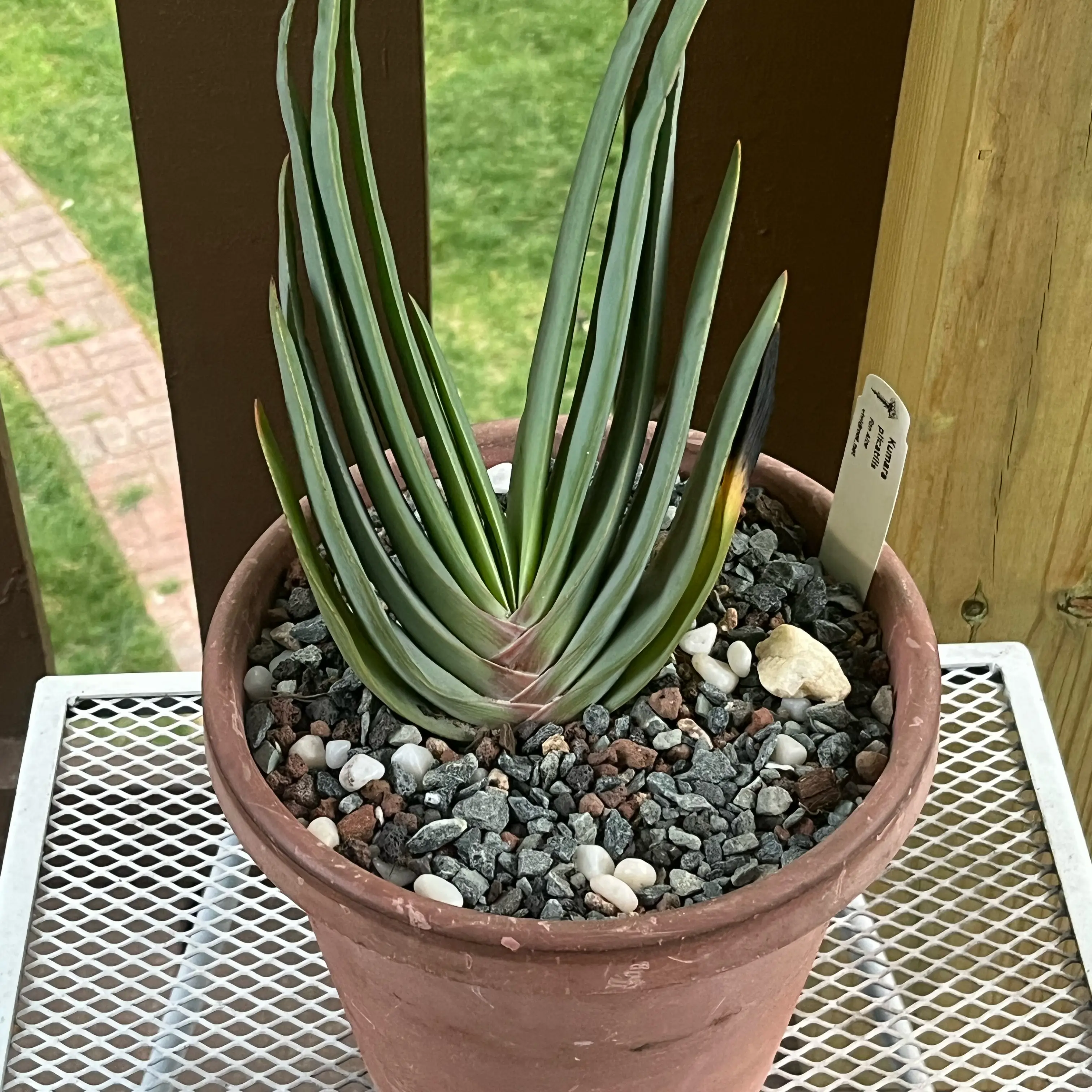 Photo of the plant species Fan Aloe by @ZenfrogZero named Kiro on Greg, the plant care app