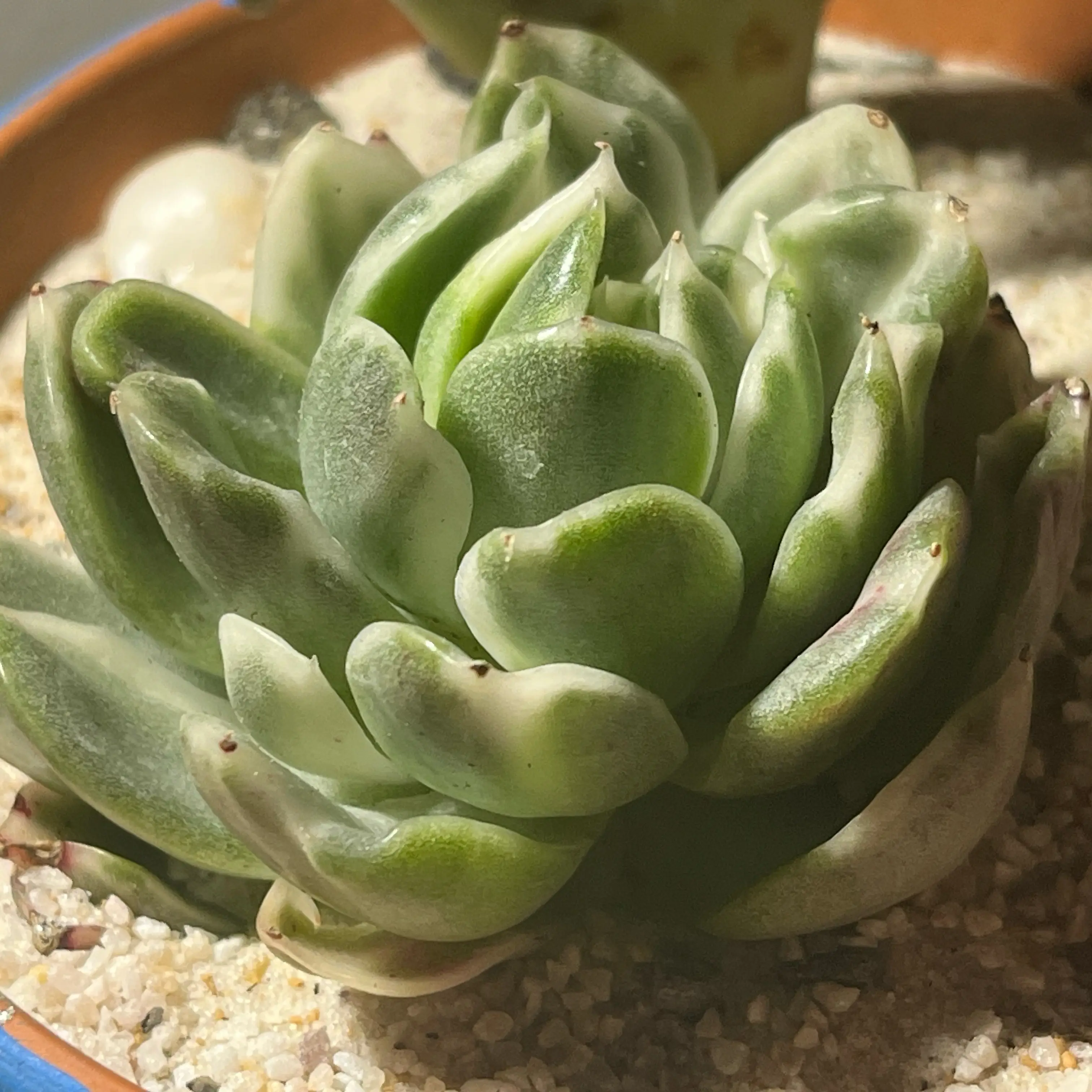 Photo of the plant species Mexican Snowball Echeveria by @ZenfrogZero named Emerald on Greg, the plant care app