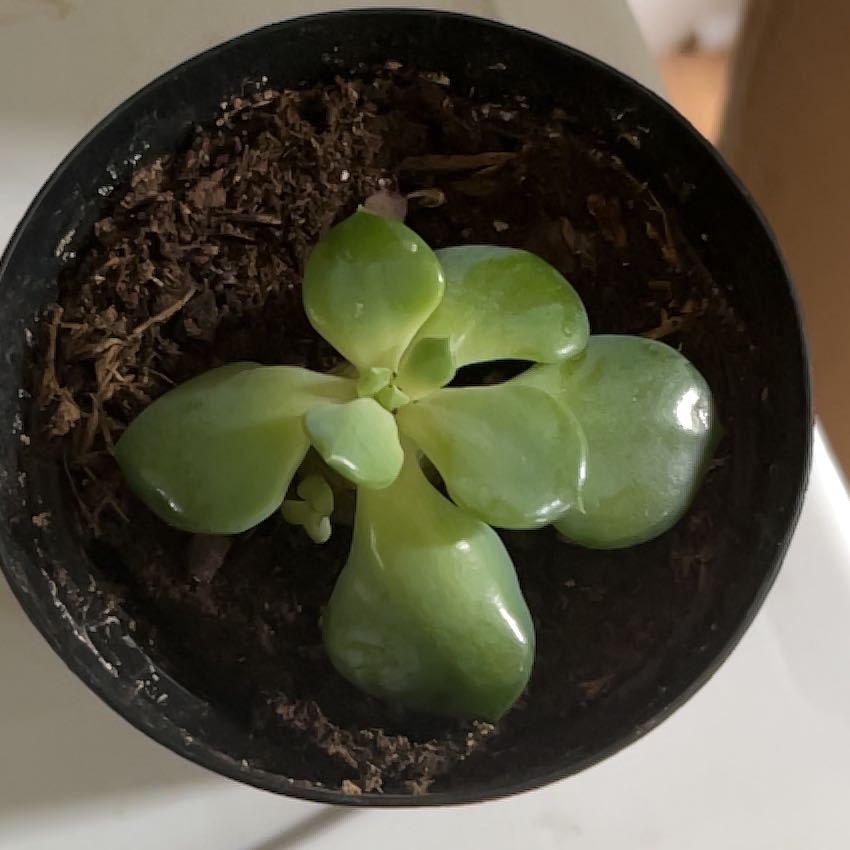 Photo of the plant species Echeveria Galaxy Blue by @ZenfrogZero named Luna on Greg, the plant care app