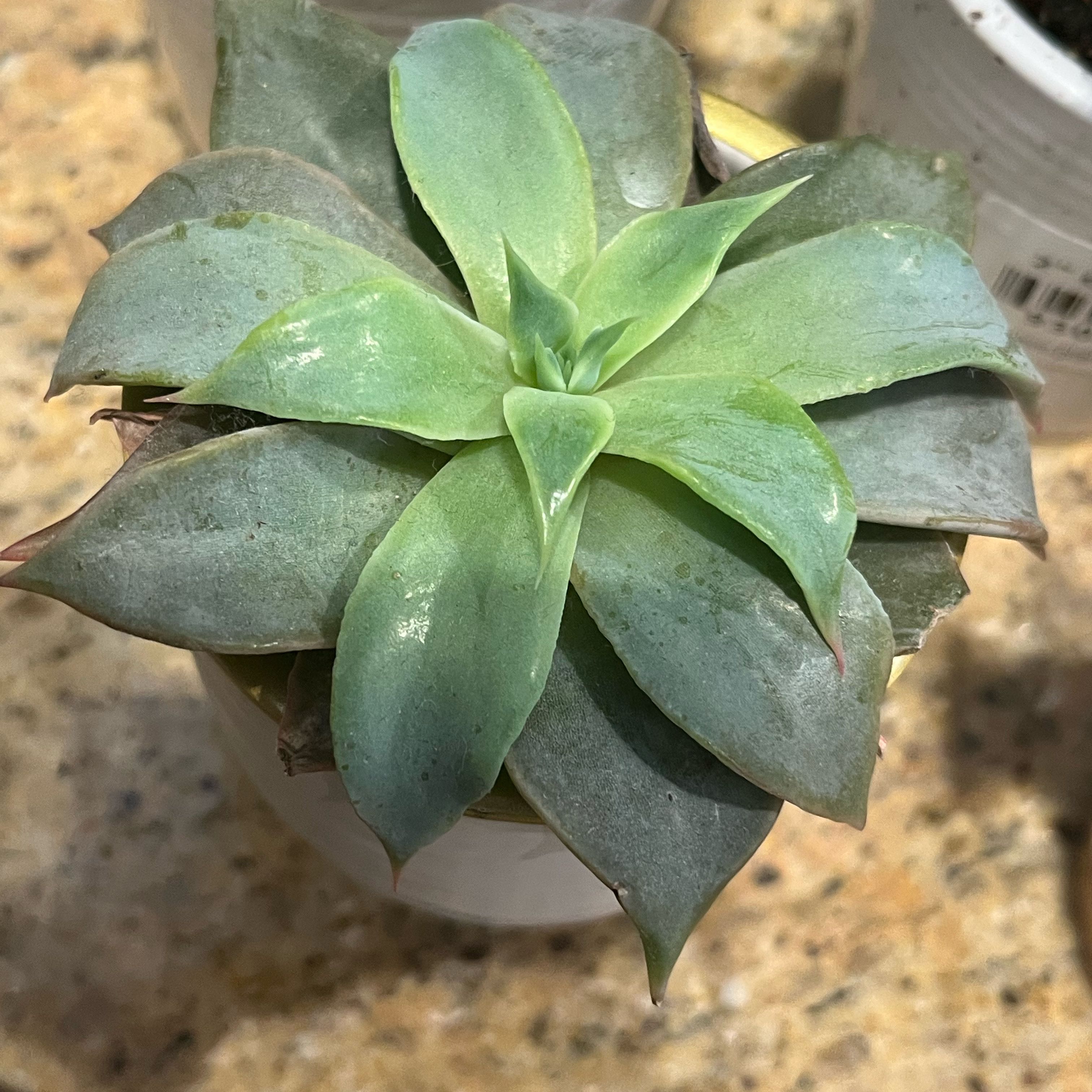Photo of the plant species Echeveria by @ZenfrogZero named Diana on Greg, the plant care app