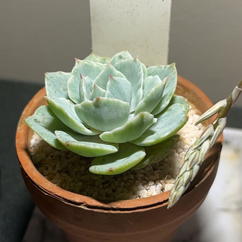 Photo of the plant species Echeveria 'Silver Queen' by @ZenfrogZero named Divinity on Greg, the plant care app