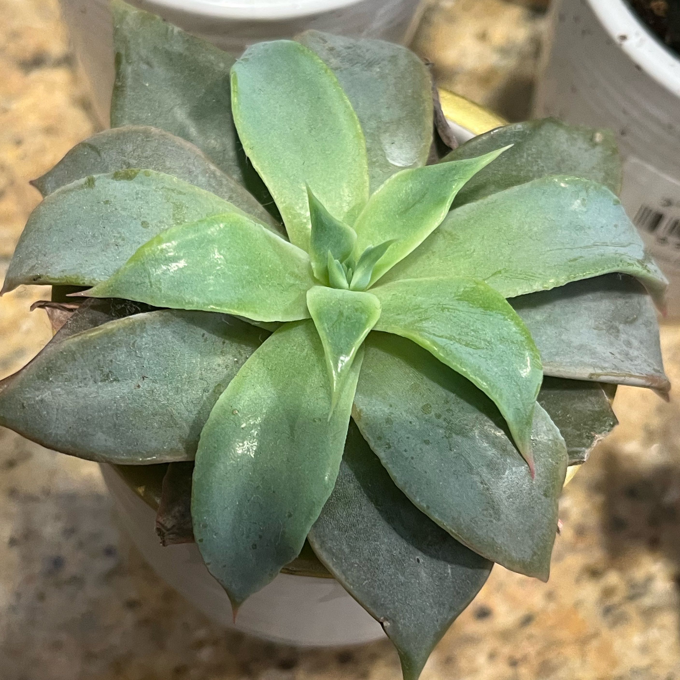 Photo of the plant species Echeveria by @ZenfrogZero named Dax on Greg, the plant care app