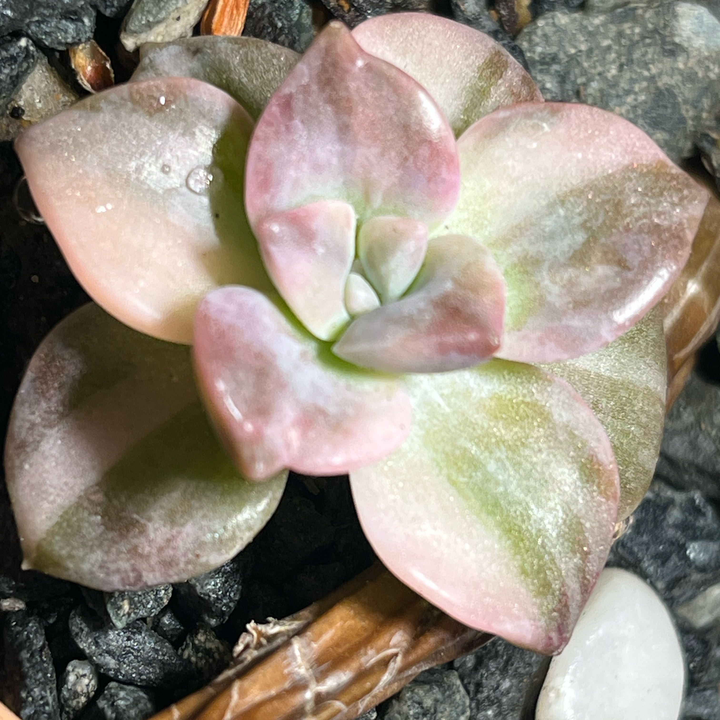 Photo of the plant species Graptoveria 'Debbie' by @ZenfrogZero named Leafy on Greg, the plant care app