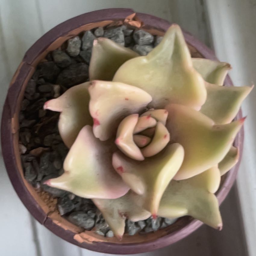 Photo of the plant species Echeveria 'Madiba' by @ZenfrogZero named Parallax on Greg, the plant care app