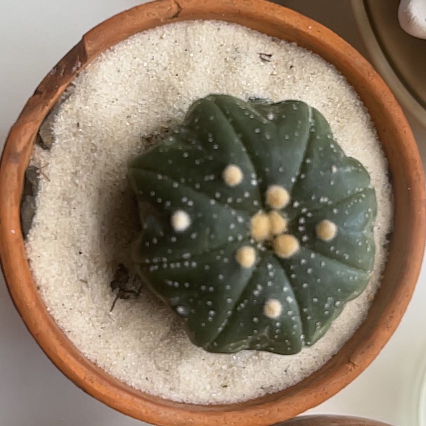 Photo of the plant species Astrophytum by @ZenfrogZero named Sol on Greg, the plant care app