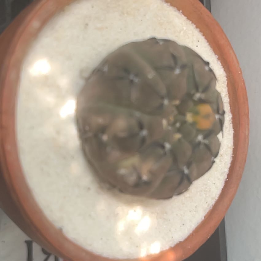 Photo of the plant species Assorted Gymnocalycium by @ZenfrogZero named Marco on Greg, the plant care app