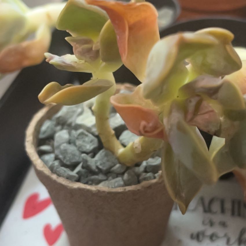 Photo of the plant species Graptoveria 'Fred Ives' by @ZenfrogZero named Harmony on Greg, the plant care app